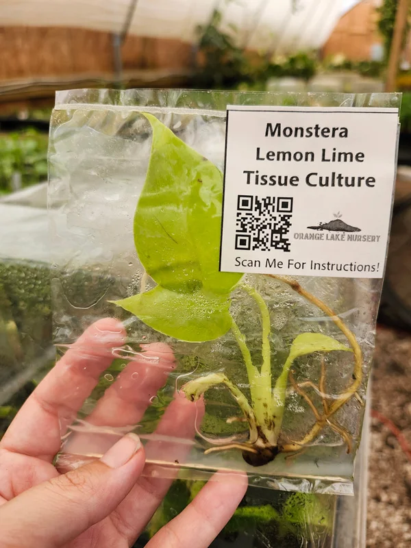 Monstera Lemon Lime Tissue Culture